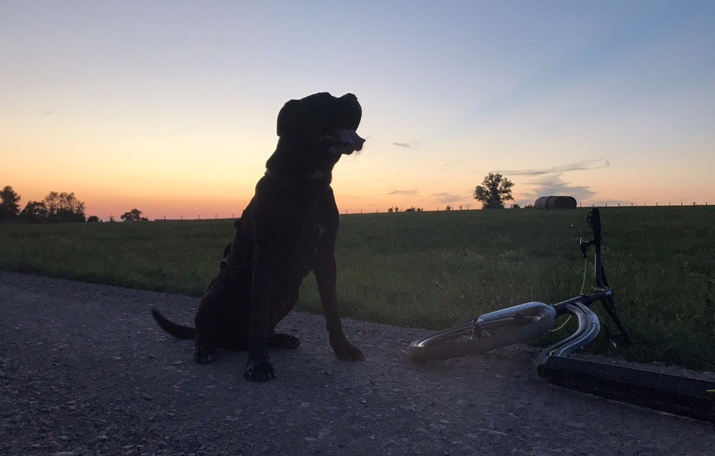 Majestuous orso dit mesrine lou gardian di prouvenço